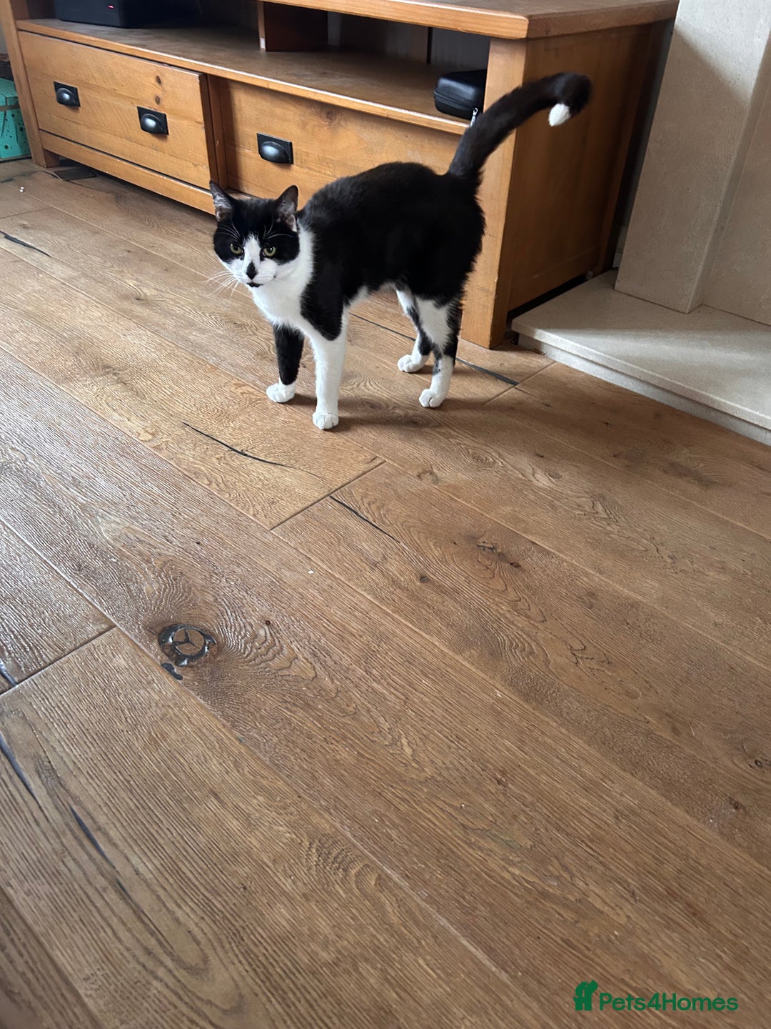 Domestic Shorthair cats for sale: Older cats needing rehoming  - Image 2