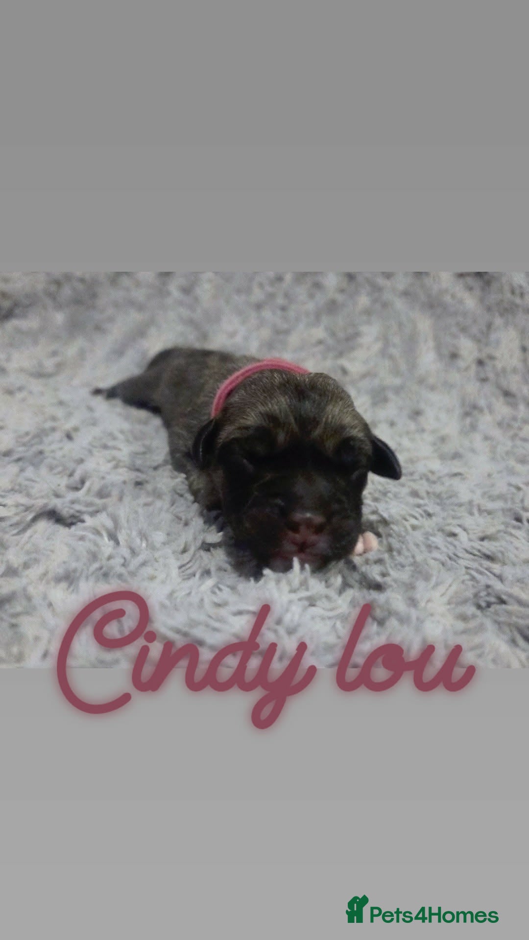 Mixed Breed dogs for sale: Cane Canario Puppies - Advert 14