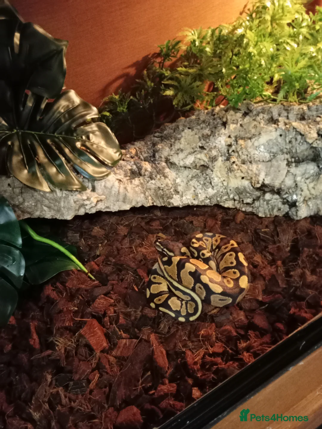 Python Snake reptiles for sale: Royal pythons plus vivariums full set up  - Advert 9