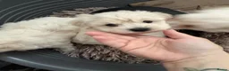 Maltese dogs for sale: Beautiful Maltese puppies for sale - Advert 2