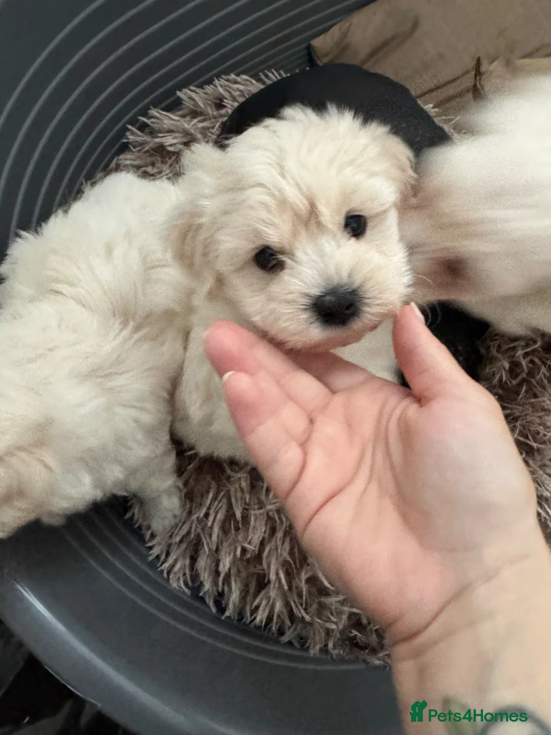 Maltese dogs for sale: Beautiful Maltese puppies for sale - Advert 2
