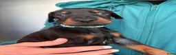 Dobermann dogs for sale: European Doberman puppies  in Birmingham - Advert 7