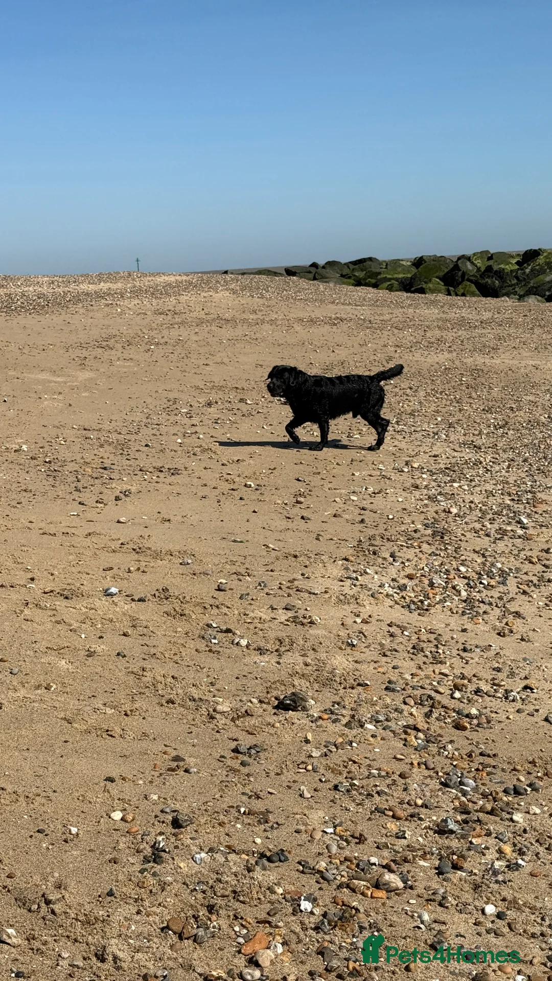 Labrador Retriever dogs for stud: Labrador black - Advert 6