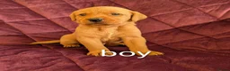Labrador Retriever dogs for sale: Kc registered labrador puppies - Advert 8