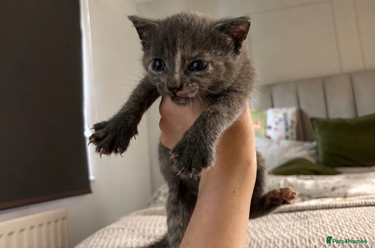 Maine Coon cats 1/4 mainecoon grey speckle kitten - Advert 4