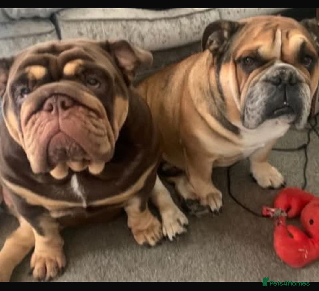 English Bulldog dogs for sale: Lilac male English bulldog - Image 7