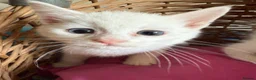 Ragdoll cats for sale: Ragdoll x ragdoll bsh male and female £275 8wk - Advert 7