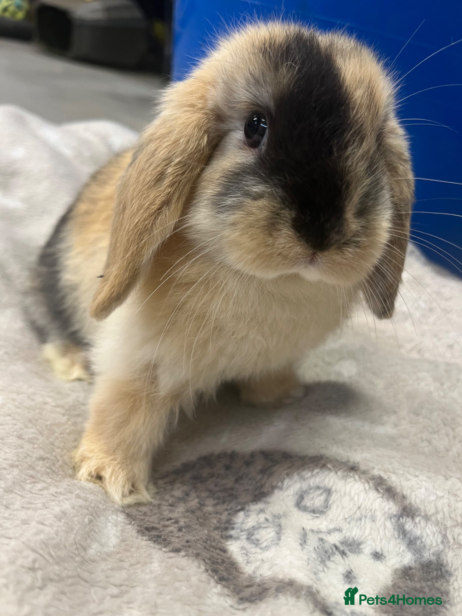 Mini Lop rabbits  Mini Lop Bunnies  - Advert 12