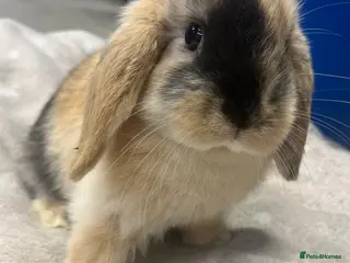 Mini Lop rabbits Mini Lop Bunnies - Advert 12