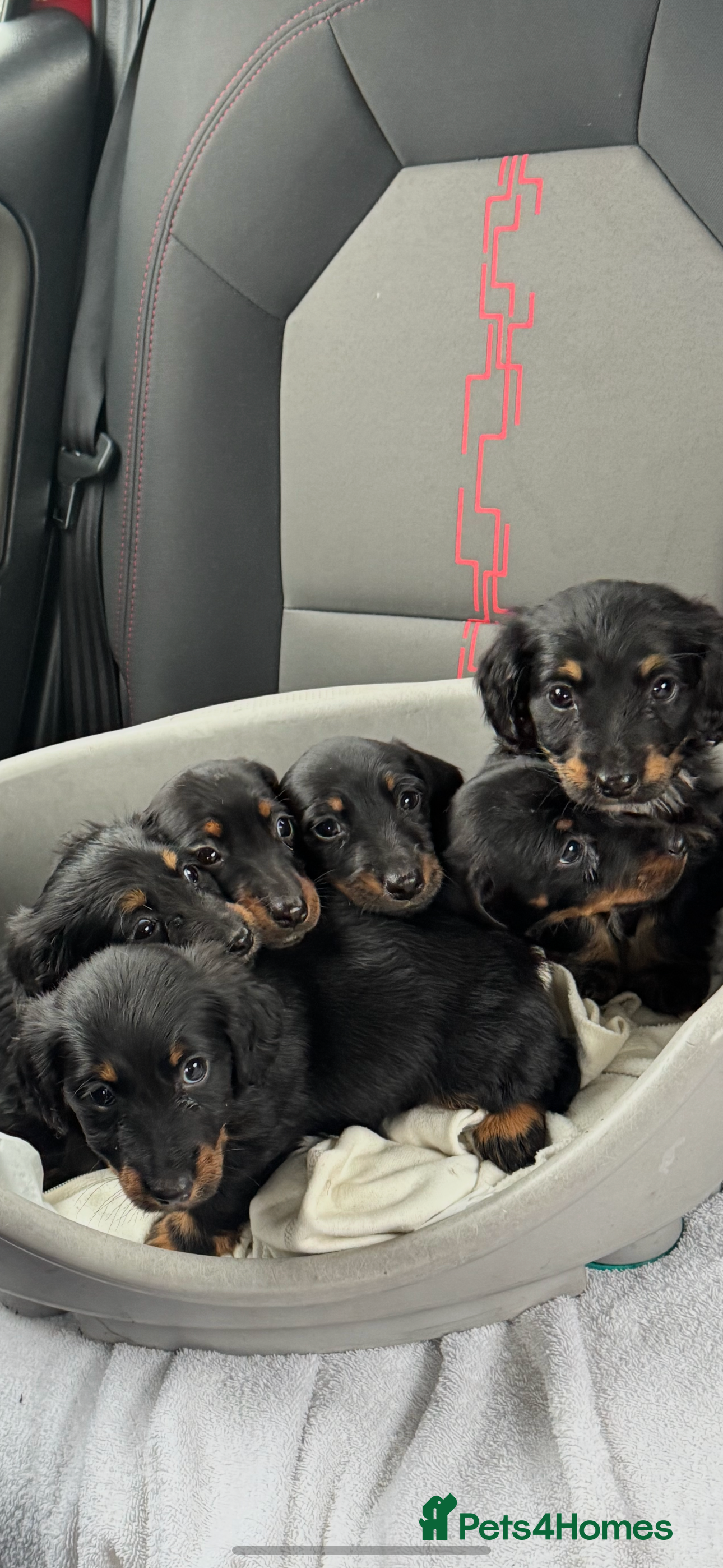 Miniature Dachshund dogs Miniature dachshunds - Advert 1