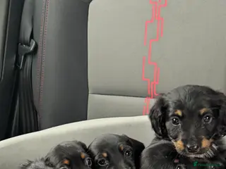 Miniature Dachshund dogs Miniature dachshunds - Advert 1