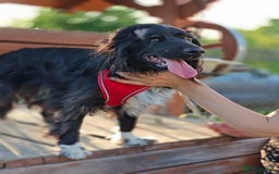 Cocker Spaniel dogs for adoption: 💖🐶 MIKA 🐶💖 - Image 18