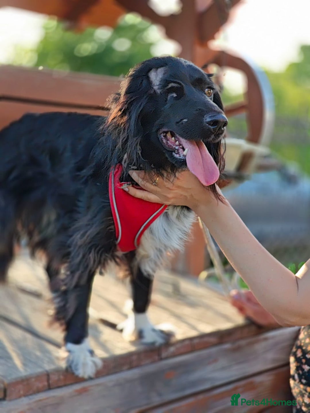 Cocker Spaniel dogs for adoption: 💖🐶 MIKA 🐶💖 - Image 18