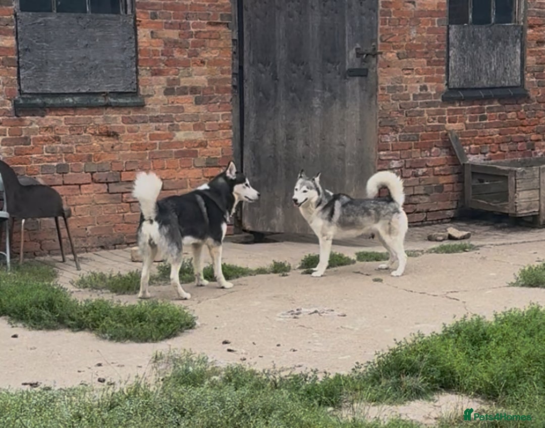 Siberian Husky dogs for sale: Husky pups on their way - Image 4