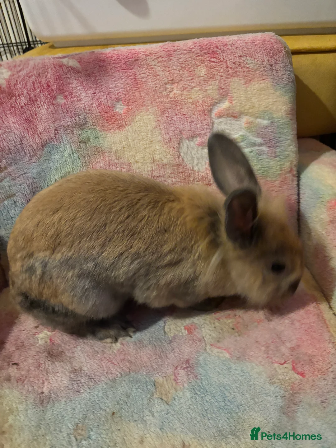 Mixed Breed rabbits for sale: Lionhead/rex rabbits for sale need gone asap in Salisbury - Advert 2