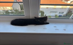 Mixed Breed cats for sale: Long Hair Female Kitten - Image 6