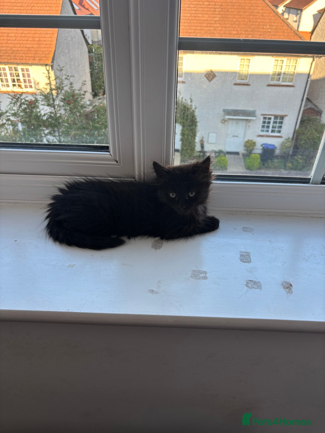 Mixed Breed cats for sale: Long Hair Female Kitten - Image 6