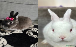 Netherland Dwarf rabbits for sale: Pure bred netherland dwarf ready to reserve  - Image 2