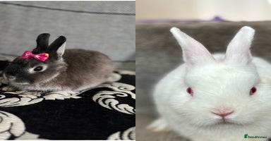 Netherland Dwarf rabbits - Advert 3