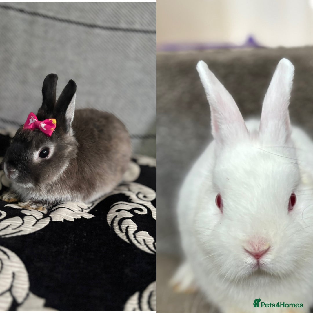 Netherland Dwarf rabbits for sale: Pure bred netherland dwarf ready to reserve  - Image 2