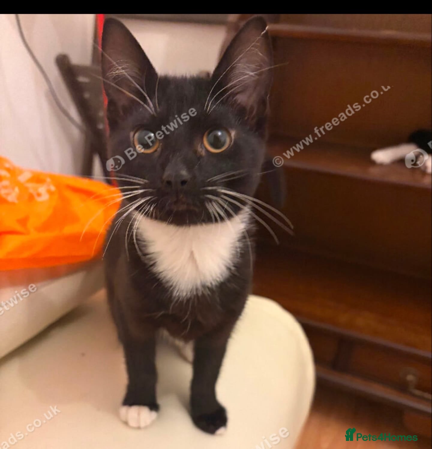 Mixed Breed cats Kitten for sale 5 months old female  - Advert 1