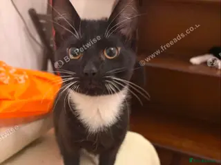 Mixed Breed cats Kitten for sale 5 months old female - Advert 2