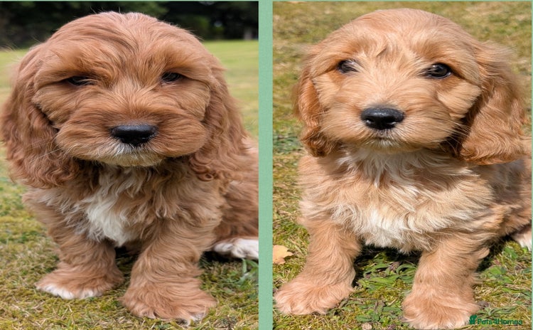 Cockapoo dogs - Advert 1