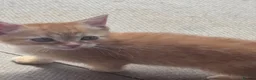 Bengal cats for sale: Kittens ready  - Advert 9