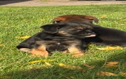 Border Terrier dogs for sale: 🐾 fantastic Border Terrier  - Image 5