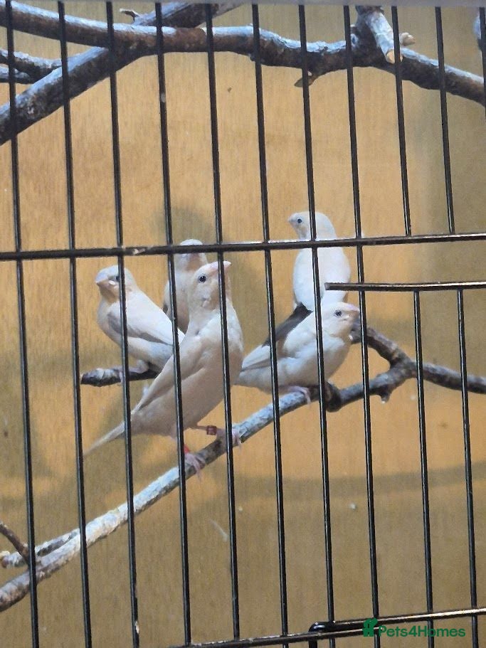 Finches birds 3x Juvenile "Fawn" African Silverbills - Advert 4