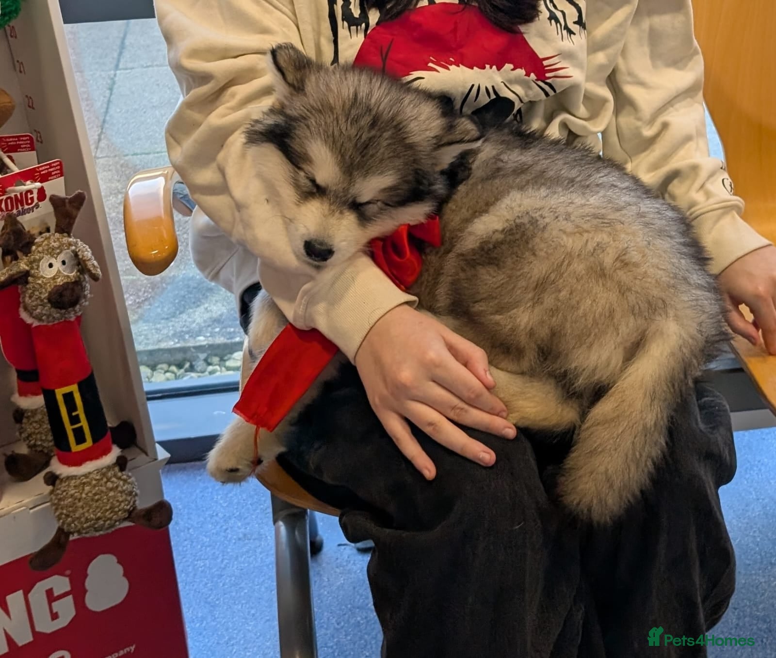 Alaskan Malamute dogs Ready Now KC Alaskan malamute puppies - Advert 9