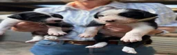 Mixed Breed dogs for sale: Gorgeous mixed collie pups - Advert 8