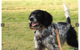 English Setter dogs for adoption: Jomer in New Romney - Image 20