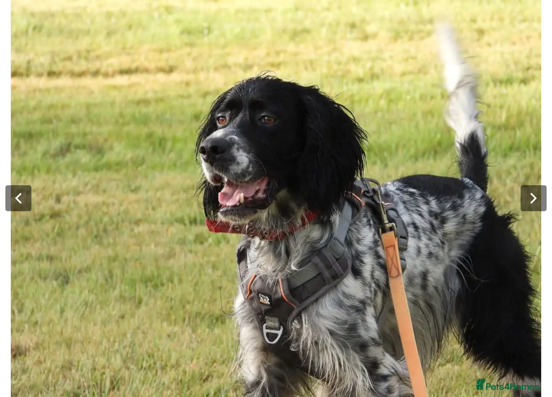 English Setter dogs for adoption: Jomer in New Romney - Image 20