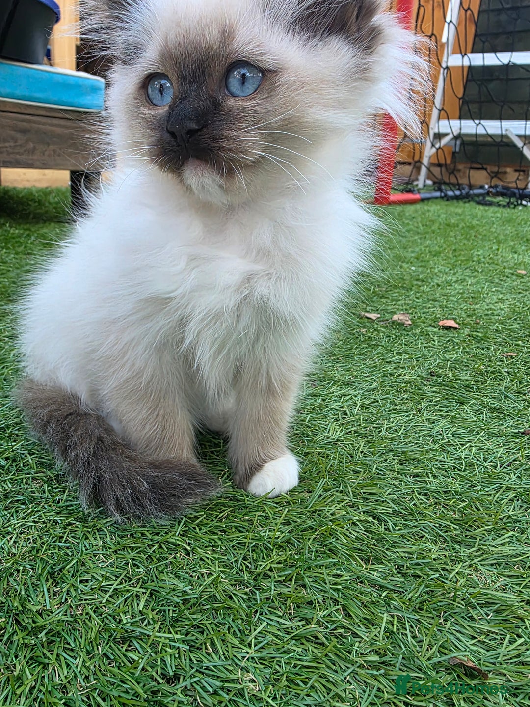 Ragdoll cats for sale: Beautiful ragdoll kittens 1 female left - Image 16