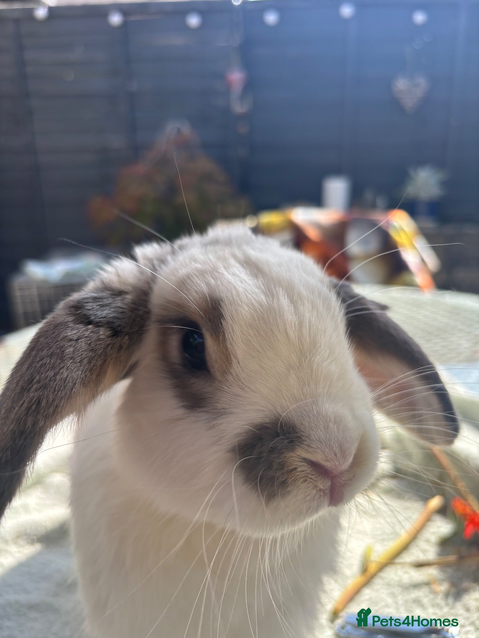 Lionhead rabbits Loving home wanted  - Advert 1