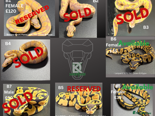 Python Snake reptiles **Only 2/3 Left ** Ball Python Hatchlings - Advert 4