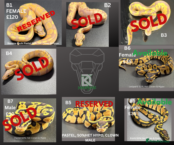 Python Snake reptiles **Only 2/3 Left ** Ball Python Hatchlings - Advert 6