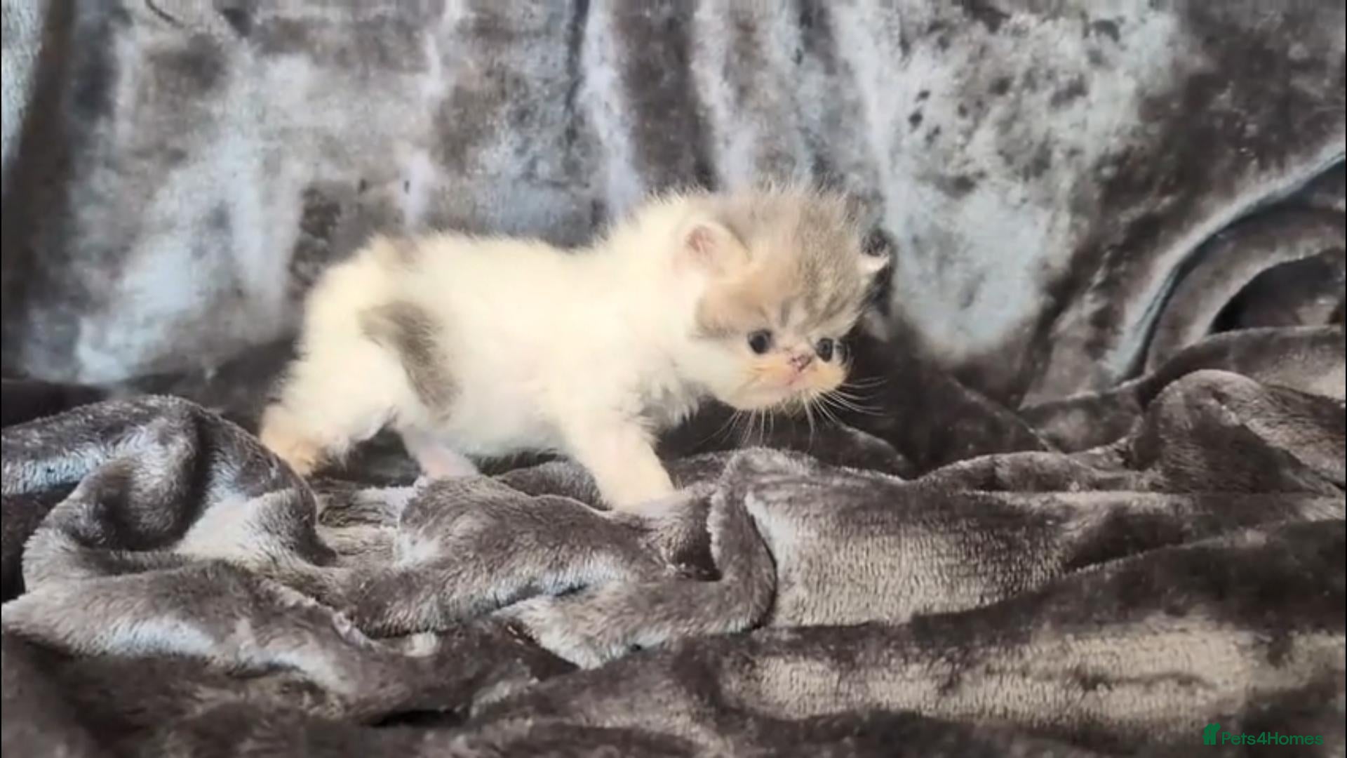 Persian cats Beautiful Persian kittens - Advert 1