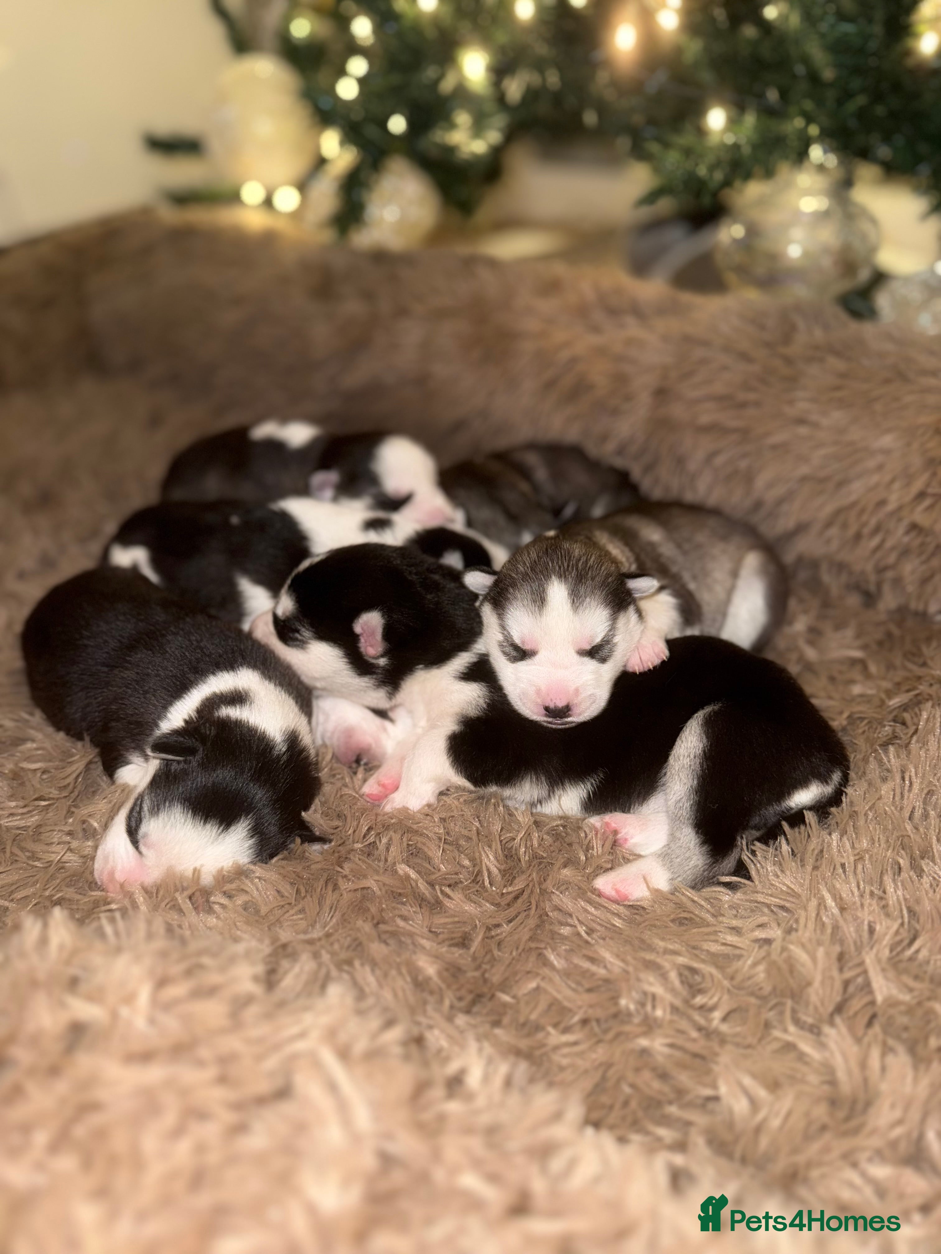 Siberian Husky dogs Stunning Siberian Husky puppies 😍 - Advert 1