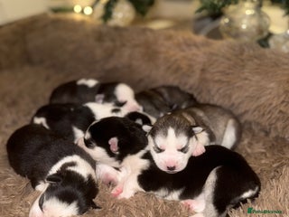 Siberian Husky dogs Stunning Siberian Husky puppies 😍 - Advert 1
