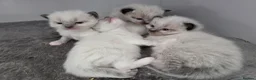 Ragdoll cats for sale: 4 Puree Ragdoll kittens/ BOYS  - Advert 8