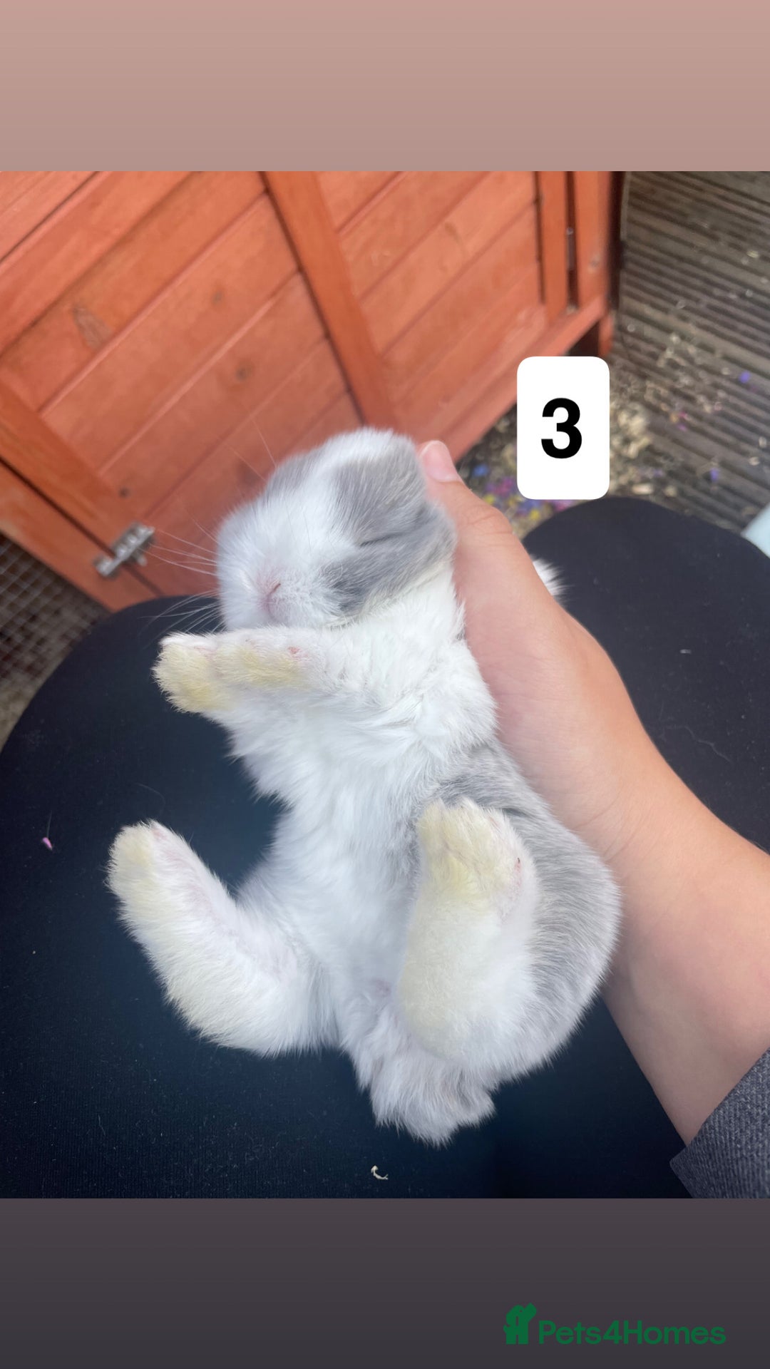 Mini Lop rabbits for sale: 4 beautiful mini lop bunnies🩵🩷 - Image 5