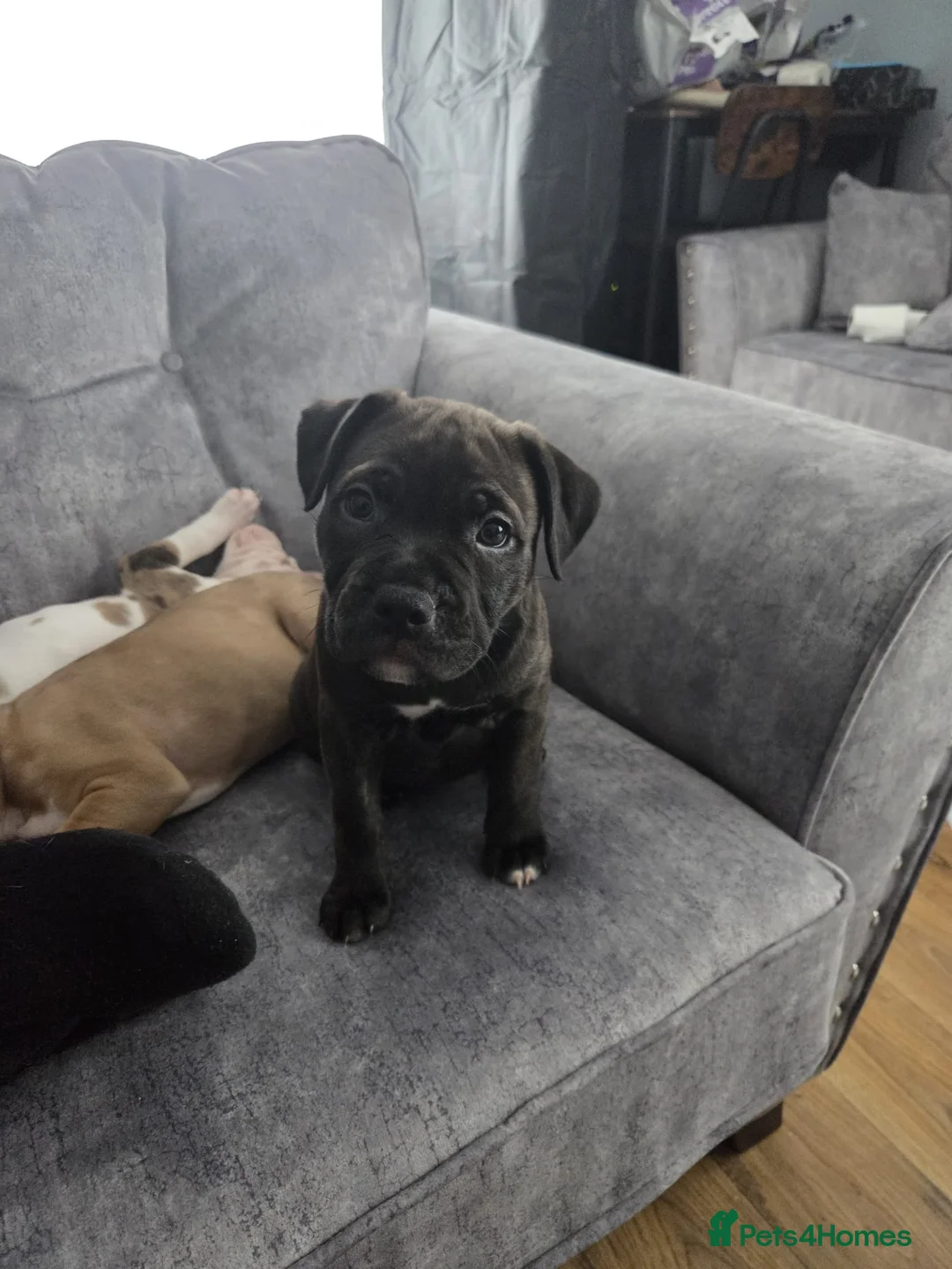 Mixed Breed dogs for sale: Female Staffy X Alapaha Blue Blood Bulldog Pups - Advert 4