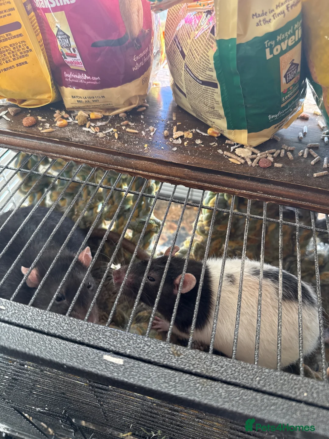 Rat rodents for sale: 2 male rats  in Ipswich - Advert 2
