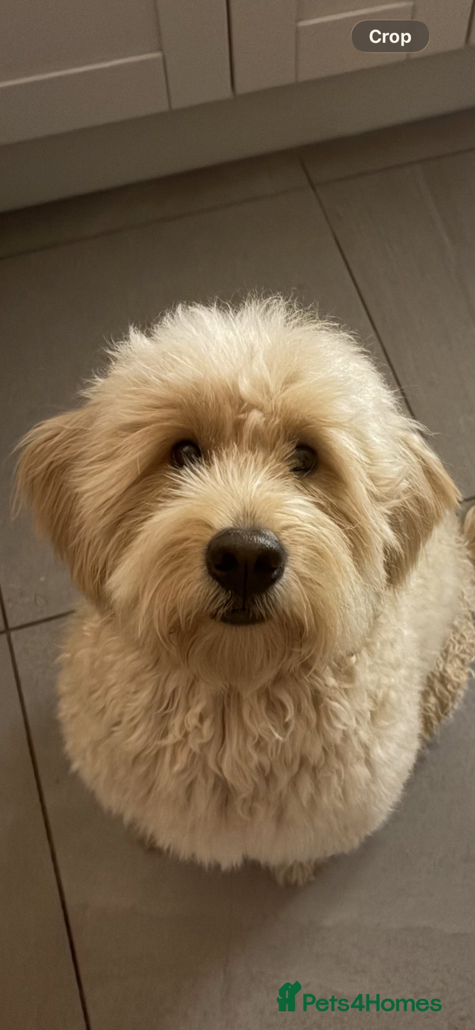 Goldendoodle dogs Golden Doodle for stud - straight hair  - Advert 2