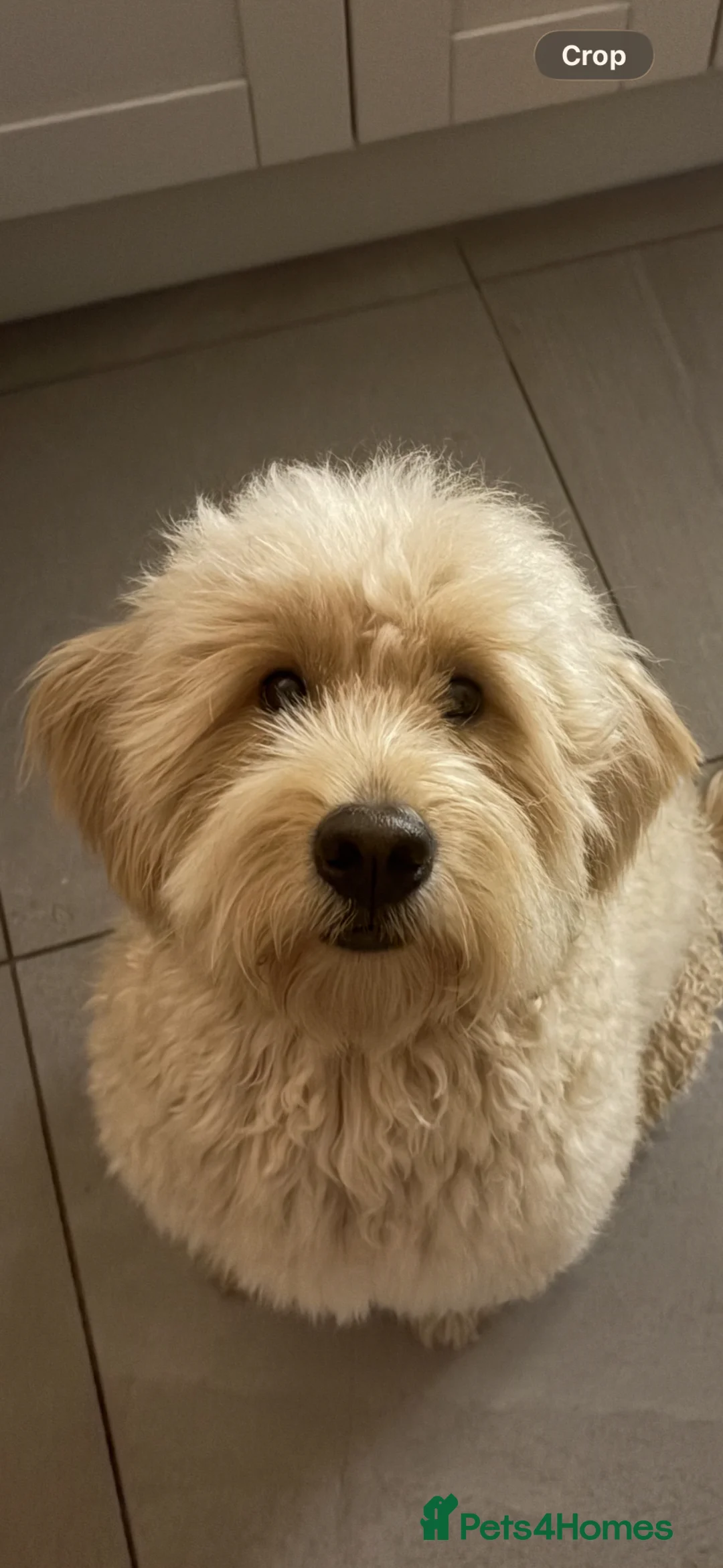 Goldendoodle dogs for stud: Golden Doodle for stud - straight hair  - Advert 2