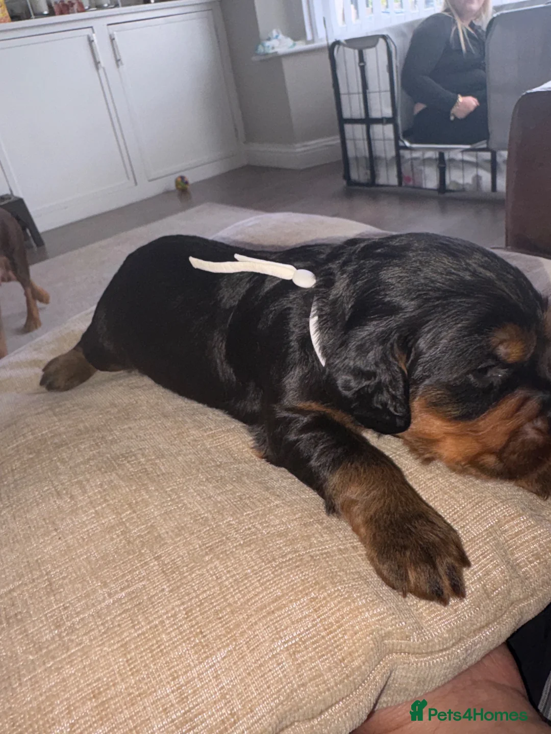 Cocker Spaniel dogs for sale: Working cocker spaniel puppies - Advert 2
