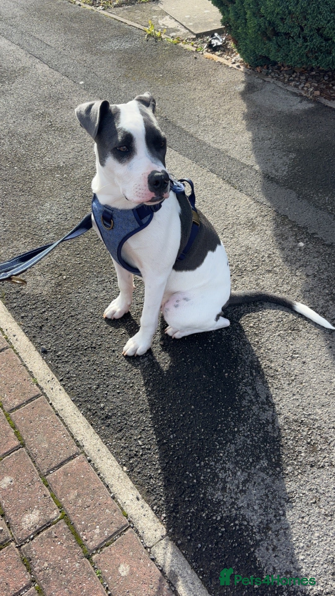Mixed Breed dogs Staffy X American Bulldog  - Advert 7