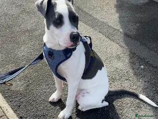 Mixed Breed dogs Staffy X American Bulldog - Advert 7